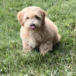 Lime green- Ricky - Red male Maltipoo puppy in West Jordan, Utah from Mid Sized Maltipoos and More LLC