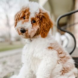 Goldendoodles from BossLady Kennel Club
