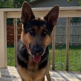 German Shepherds and Golden Retrievers from Hornung's German Shepherds and Golden Retrievers