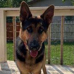 German Shepherds and Golden Retrievers from Hornung's German Shepherds and Golden Retrievers