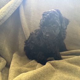 Muffin - Black male Poodle puppy in Chipley, Florida from Nokoluma