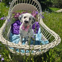 Riona - White and black female Dalmatian puppy in Salem, Missouri from Paradise Spots Dalmatians