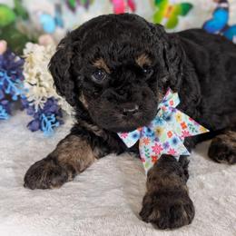 Blue Boy - Black gold and silver male Shihpoo puppy in Rockledge, Florida from Stormie's Doodles