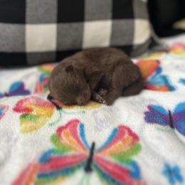 Mocha - Chocolate female Pomeranian puppy in Randleman, North Carolina from Luxurious Poms