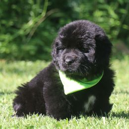 Buttercup Greeb collar - Black female Newfoundland puppy in Kimball Twp, Michigan from Pine River Newfoundlands