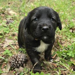 Girl 5- Lavender - Fawn female Anatolian Shepherd Dog puppy in La Grange, Georgia from Florida Anatolian Shepherds