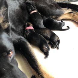German Shepherd Puppies from Vecne Stesti German Shepherd Dogs