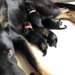 German Shepherd Puppies from Vecne Stesti German Shepherd Dogs