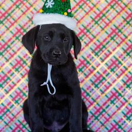 Green Collar - Black male Labrador Retriever puppy in Ridgecrest, California from Black Mountain Service Dogs