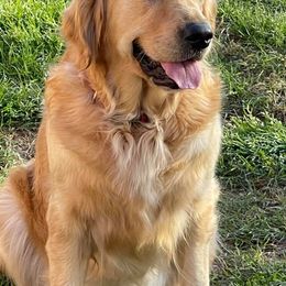 Golden Retrievers from LESSO Retriever