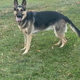 German Shepherd Puppies from Sandy’s Shepherds