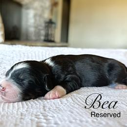 Bea - Tri-color female Bernedoodle puppy in Salina, Oklahoma from Hudson Shore Bernedoodles