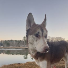 Sinatra - Red and white male Siberian Husky puppy in York, Maine from Maine Coast Huskies