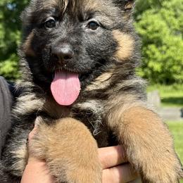 Girl 2 - female German Shepherd puppy in Johnstown, Ohio from Vom Haus Neufus