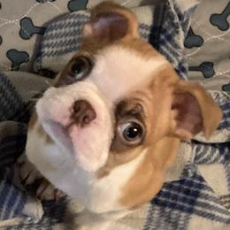 Lilo - Boston Terrier