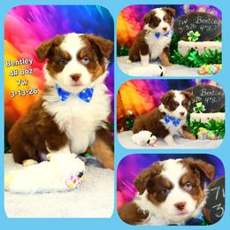 Bentley - Red tri male Toy Australian Shepherd puppy in Levelland, Texas from Once Upon a Time Aussies