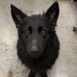 Kimber - German Shepherd