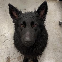 Kimber - German Shepherd