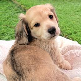 Orzo - Cream male Dachshund puppy in Parma, Idaho from Terracane Dachshunds & Sunwell Golden Retrievers