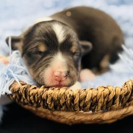 Tri boy 2 - Black and tan male Pembroke Welsh Corgi puppy in Hale, Michigan from All Hale Corgis