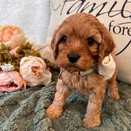 Sebastian - Red male Cavapoo puppy in Fairmont, West Virginia from Family Raised Heirloom Companions