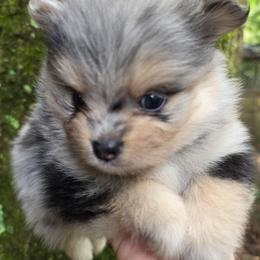 Freckles Sanoia pup 4 - Black and tan female Pomeranian puppy in Carrollton, Georgia from B AND R'S POMERANIAN'S