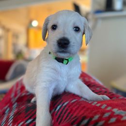 Jinx- Neon Green Collar - Cream male Assorted Doodle Crosses puppy in Norfolk, Virginia from Móraí’s Doodles