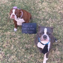 Boston Terriers from Oster Paws Boston Terriers