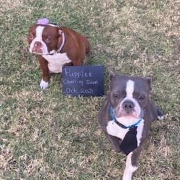 Boston Terriers from Oster Paws Boston Terriers