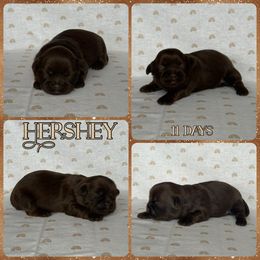 Hershey - Chocolate male Shih Tzu puppy in Yelm, Washington from Lala's All Star Shih Tzu