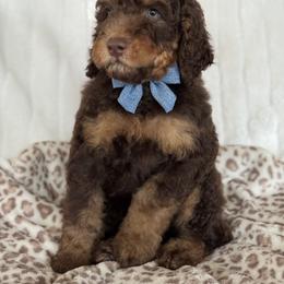Anthem - Phantom male Goldendoodle puppy in Escalon, California from Miley&Co.