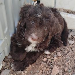 Chip - Brown and white male Aussiedoodle puppy in Apache Junction, Arizona from Loving Doodle