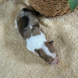 Gage - Sable merle and white male American Corgi puppy in Stillwater, Oklahoma from Steele Family Farms