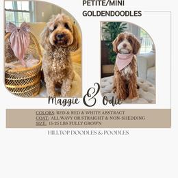 Goldendoodle puppies from Hilltop Doodles and Poodles