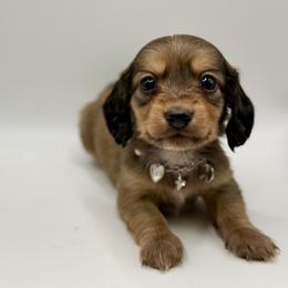 Lady AKC- 2500 reduced until May 8 - Sable female Dachshund puppy in Bartlesville, Oklahoma from OkieDokieDox