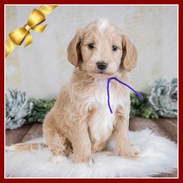 Lucy - Red female Bernedoodle puppy in Connersville, Indiana from Deaz Doodle Ranch