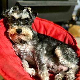Serena - Miniature Schnauzer