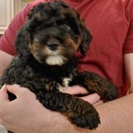 Bernedoodle Puppies from Kiya's Bernedoodles