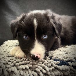 Sirius Black - Black & white male Australian Shepherd puppy in Smithfield, Utah from C&C Ranch