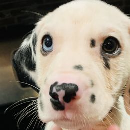 LUA- Red Collar girl- 1 blue eye - White and black Dalmatian puppy in Waterloo, Iowa from Daisy's Dalmatians
