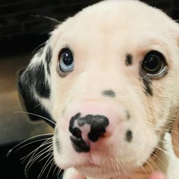 LUA- Red Collar girl- 1 blue eye - White and black Dalmatian puppy in Waterloo, Iowa from Daisy's Dalmatians