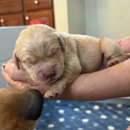 Poppy - Golden female Golden Retriever puppy in Seville, Ohio from Retriever Ranch