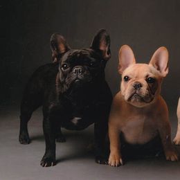 French Bulldogs from Prairie Gem French Bulldogs
