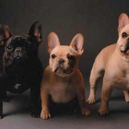 French Bulldogs from Prairie Gem French Bulldogs