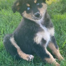 Australian Shepherd, Miniature Australian Shepherd, and Toy Australian Shepherd Puppies from Brushy Creek Aussies & Mini Aussies