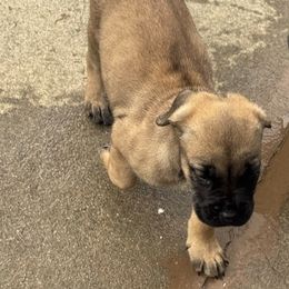 Girl1 - Fawn female Cane Corso puppy in Gwinnett County, Georgia from Better Than You Cane Corso’s