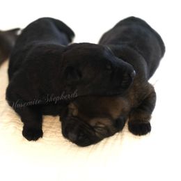 Willow - Sable female German Shepherd puppy in Coarsegold, California from Yosemite Shepherds