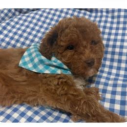 Little Bo - Red male Maltipoo puppy in Springtown, Texas from Bluebonnett Maltipoos and Cavapoos