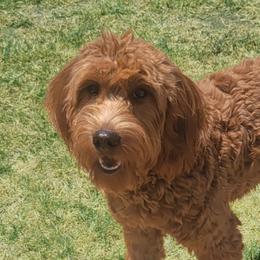 Stella - Goldendoodle