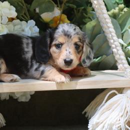 Beauty - Dapple female Dachshund puppy in Woodbine, Georgia from Walker's Minidachs
